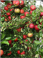 Parlee Farms Apple Orchard in Massachusetts