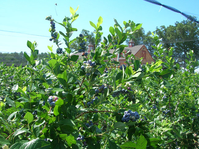 Blueberry Field at Parlee Farms in Massachusetts