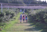 Blueberry Picking is a Family Fun Activity at Parlee Farms