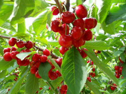 Cherry Orchard at Parlee Farms in Massachusetts