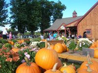 Pumpkins and Mums At Parlee Farms