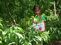 Pick Your Own Peaches at Parlee Farms