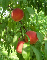 Tree Ripened Peaches at Parlee Farms