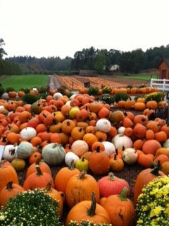 40,000 Pumpkins Grown at Parlee Farms