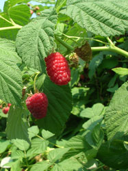 Raspberries at Parlee Farms