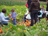 Pumpkin Picking Fall Tour at Parlee Farms