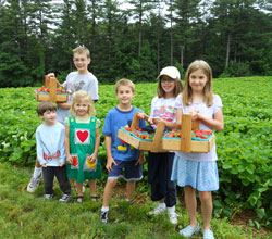 Strawberry Picking at Parlee Farms in Massachusetts