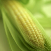 Sugar Enchanced Butter and Sugar Corn at Parlee Farms